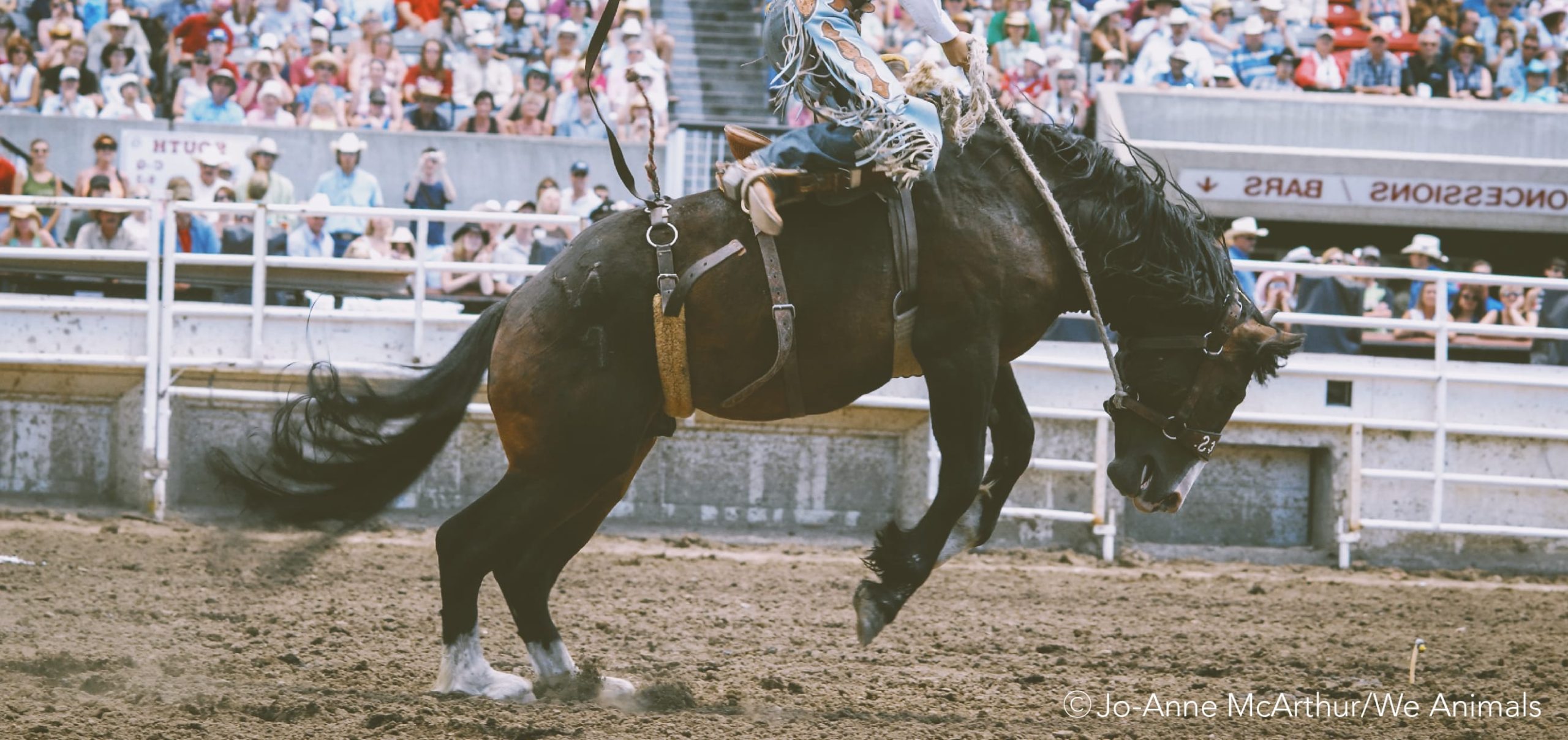 #36: Time to Stamp out Rodeo Cruelty at the Calgary Stampede