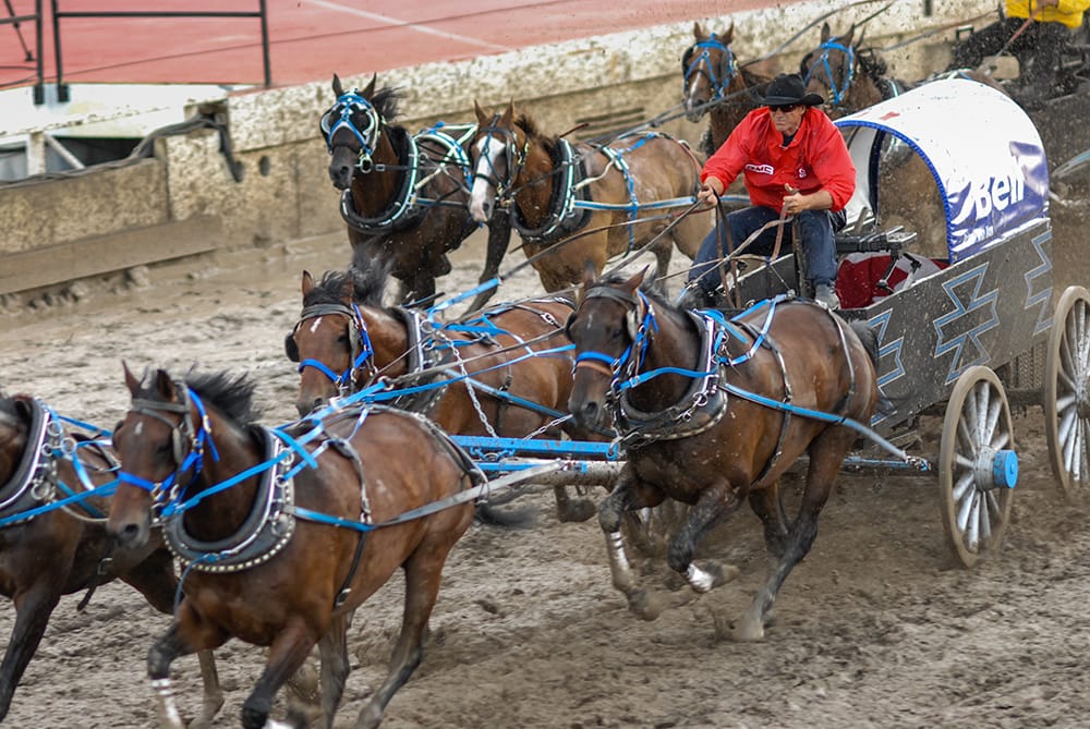 Animal Justice Files Complaints Over Horse Mistreatment, Abuse & Death at Alberta Chuckwagon Events