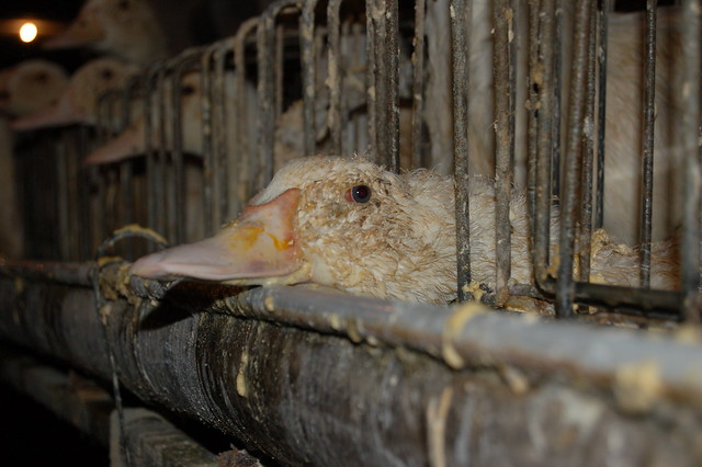 Federal Government Hands Out Cash for Cruel Foie Gras Industry PR Initiative