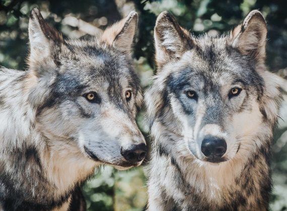 coyote and wolf hunt animal justice campaign
