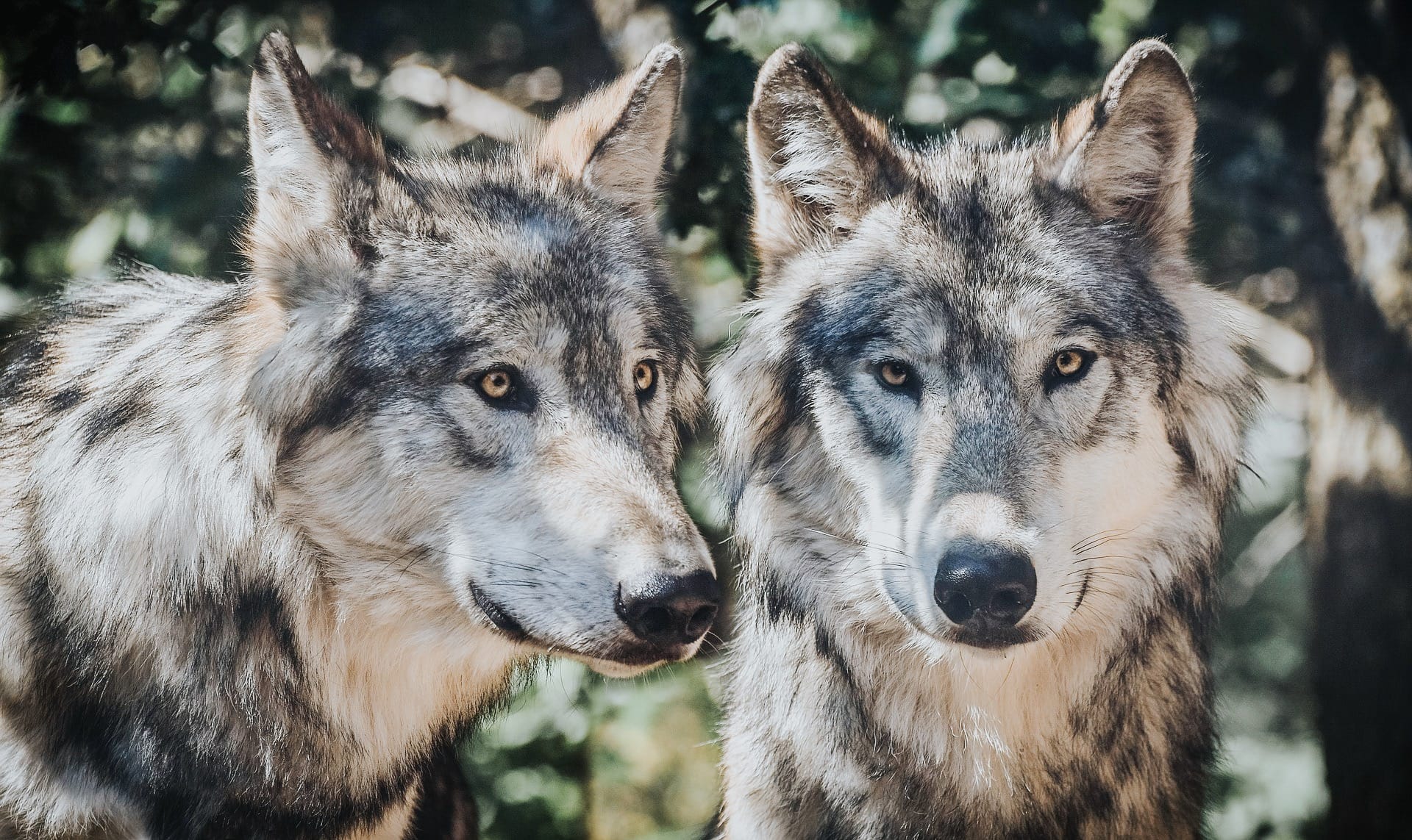 Take Action: Stop Ontario’s Plan to Increase Wolf & Coyote Hunting