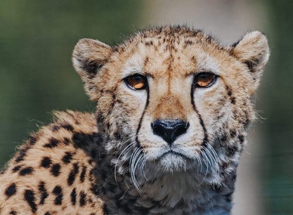 Cheetah Animal Justice Zoo in Kearney, Ontario