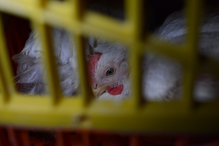 Animal Justice Demands Cruelty Investigation After 19,000 Chickens Die