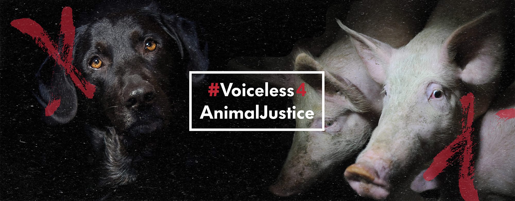 #Voiceless4AnimalJustice 2019 Raises Over $26,000 for Animal Protection