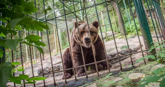 Animal Justice Applauds Withdrawal of Proposal for Roadside Zoo in Ontario