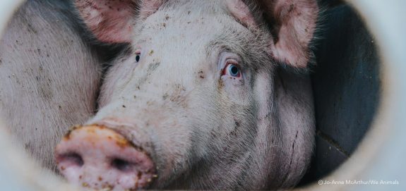 #45: Ag Gag Laws Come to Canada