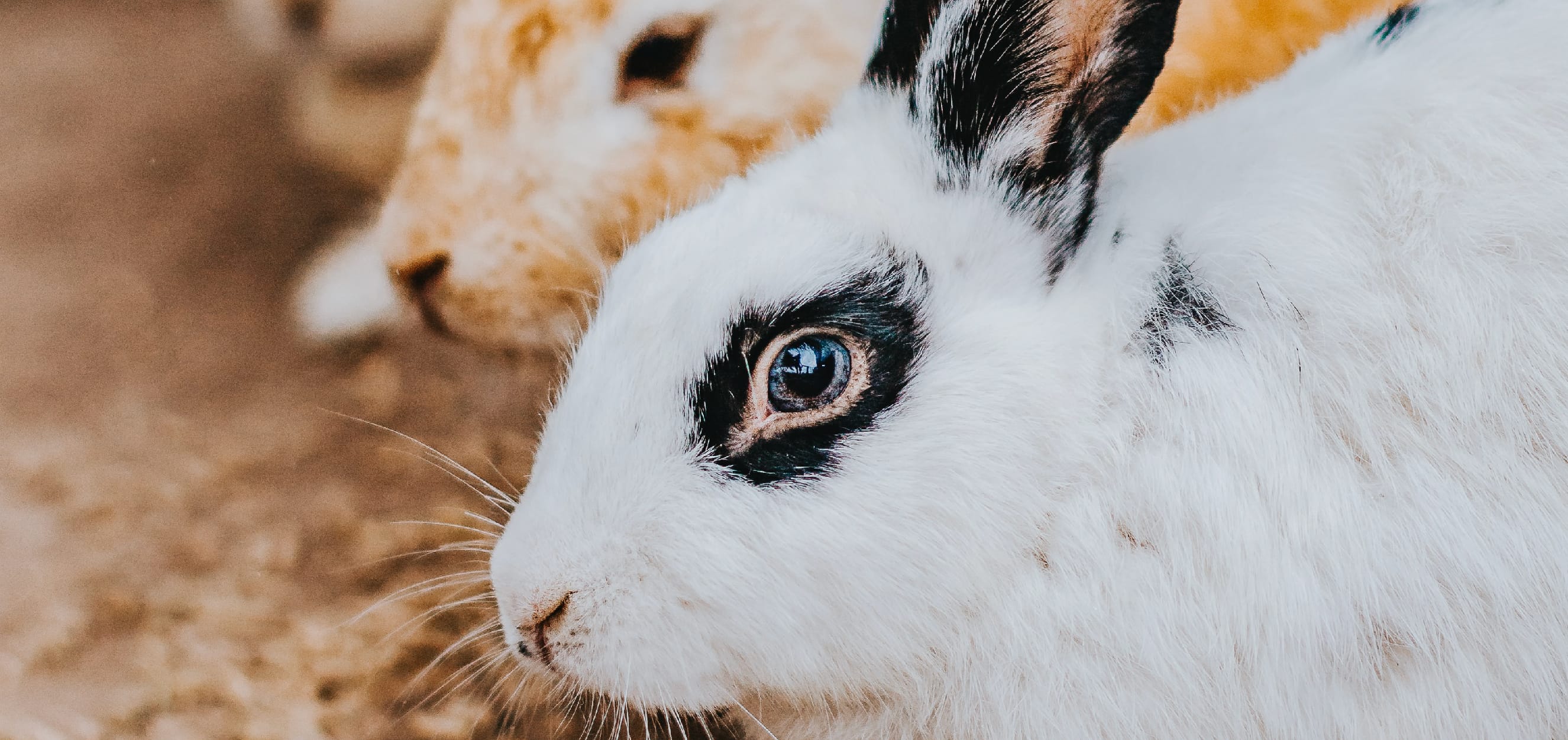 Animal Justice