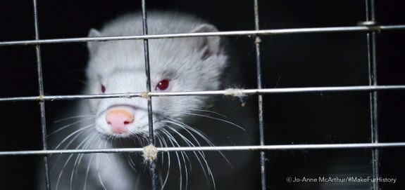 Take Action: Tell Canada to Close All Fur Farms