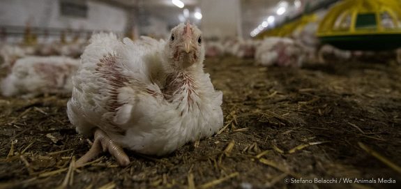 Animal Protection Groups Blocked From Testifying About Federal Ag Gag Law