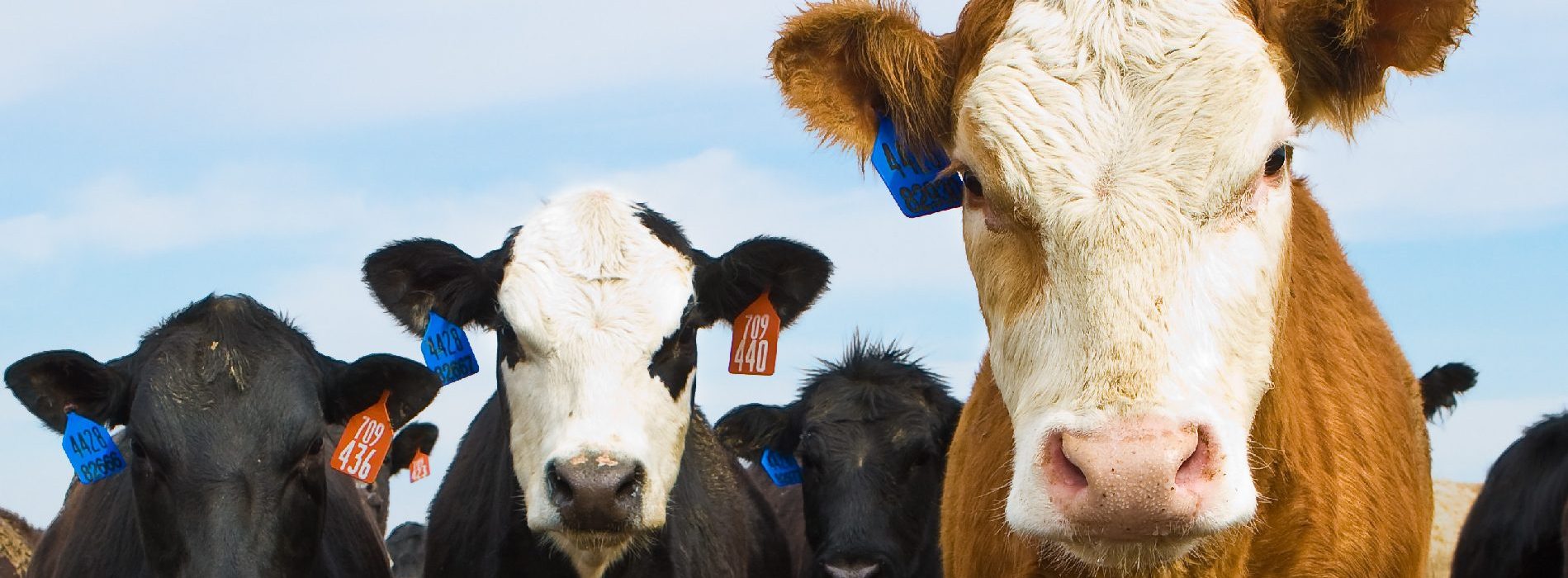 Paul Manly Motion to Defund Meat Industry