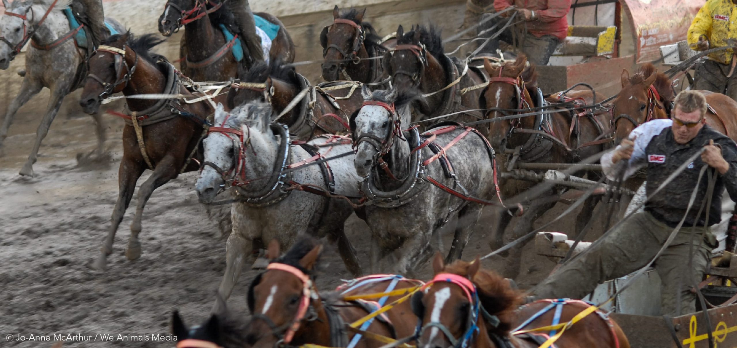 Animal Justice Calls for Charges After Horse Killed in Stampede Chuckwagon Race