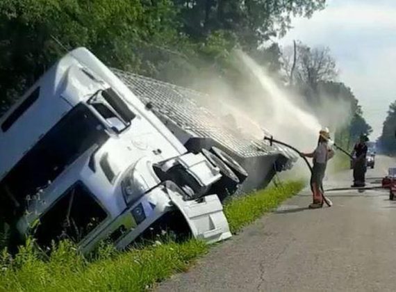 Animal Justice Files Cruelty Complaint After Baby Pigs Die in Truck Crash in Haldimand County - blog banner