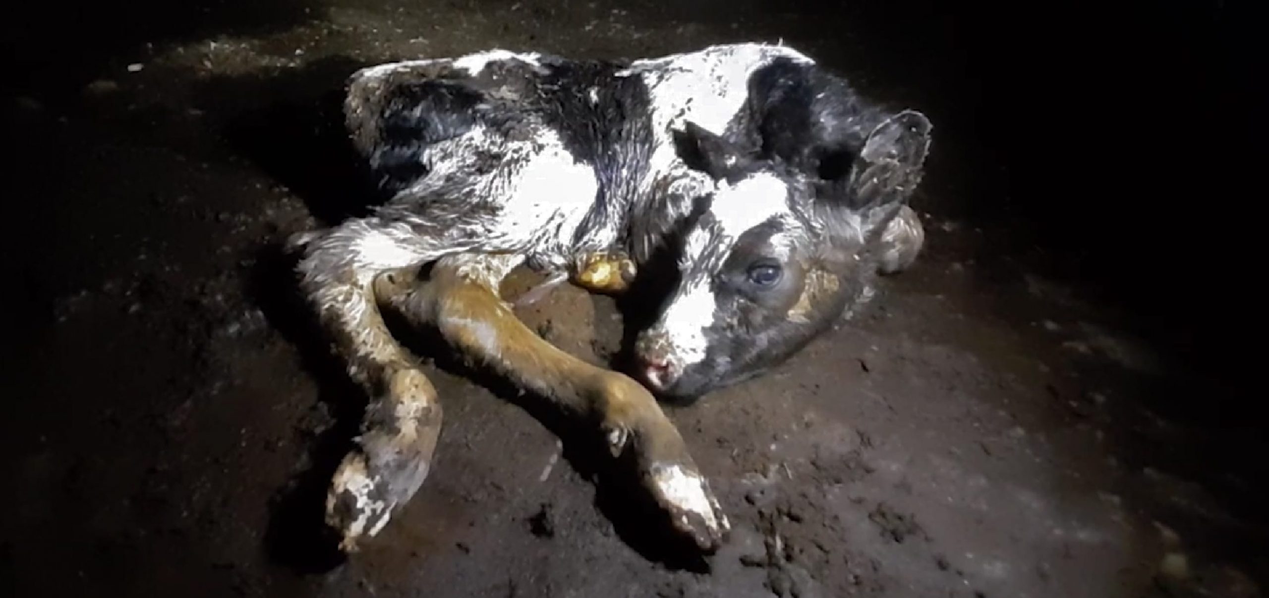 Tell Canada to End Dairy Farm Cruelty
