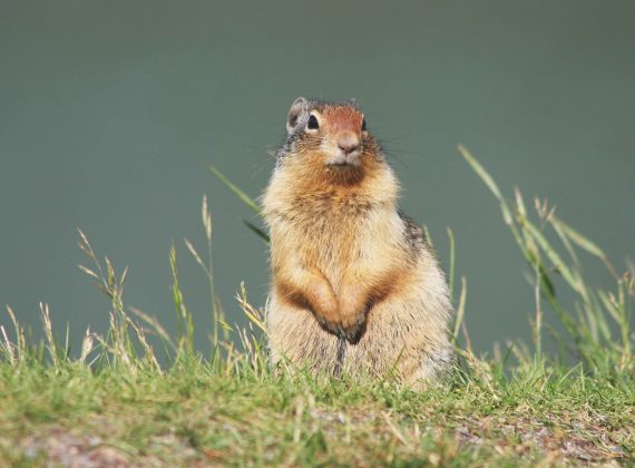 Health Canada may immediately ban strychnine to poison ground squirrels - animal justice blog banner
