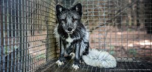 First-Ever National Bill to Ban Fur Farms Introduced in Canada