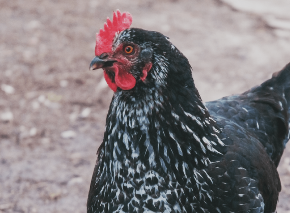 backyard hens - animal justice