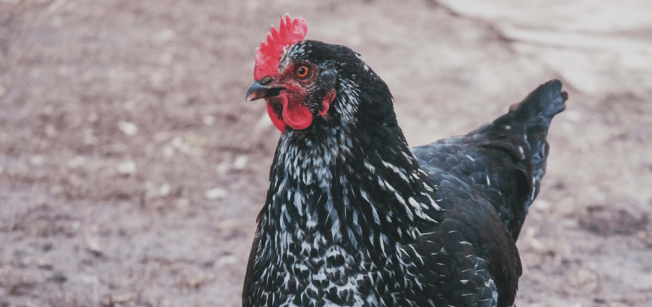 8 Reasons Why Keeping Urban Chickens Is a Bad Idea