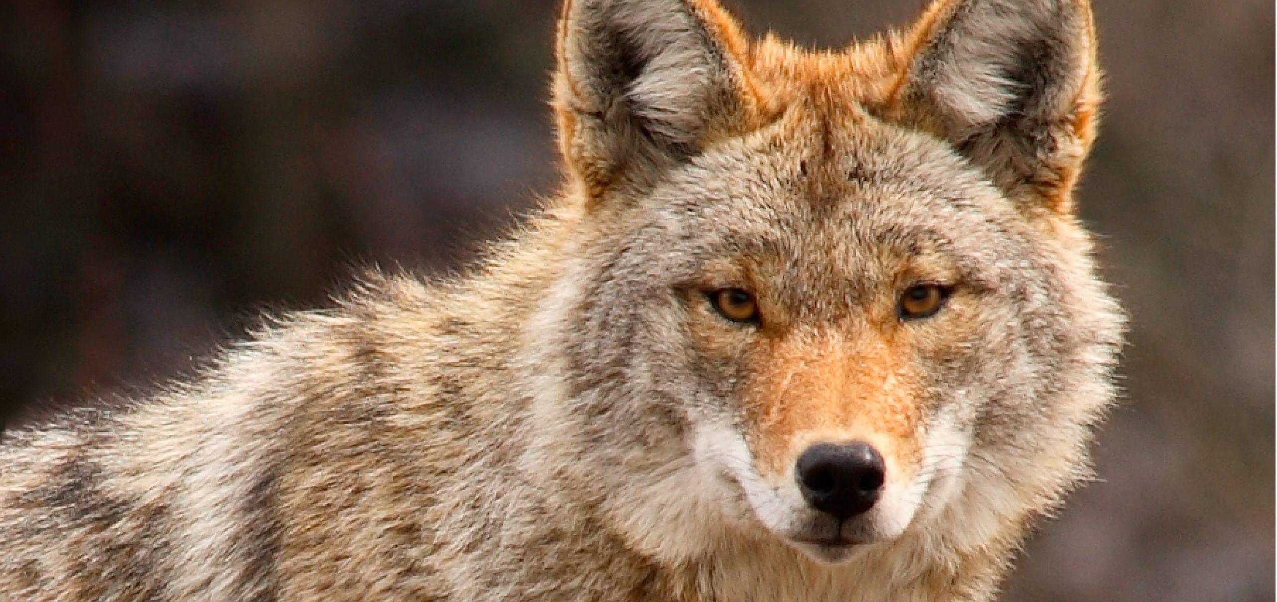 Stop the Coyote Killing Contest in Ontario