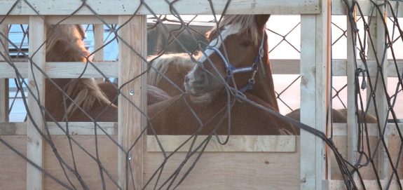 Live Horse Exports to Japan on the Rise as Feds Delay Action on Promised Ban