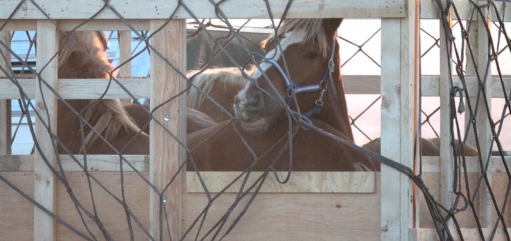 Image shows draft horse in crate loaded at airport for export