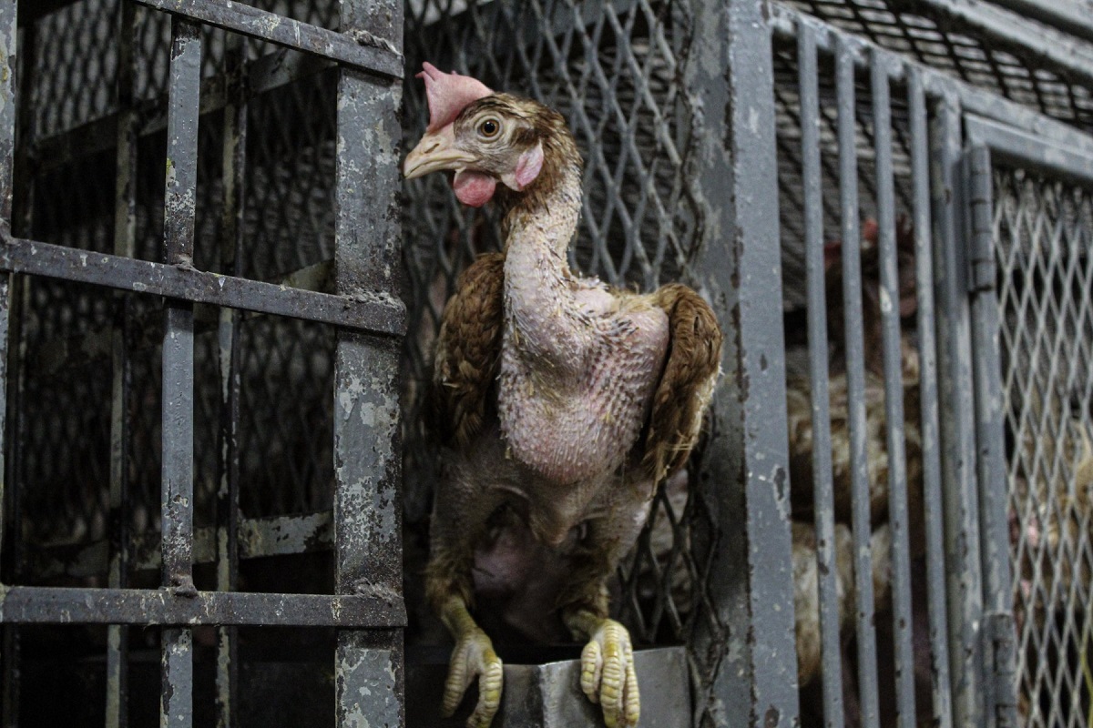 Image shows hen at a market