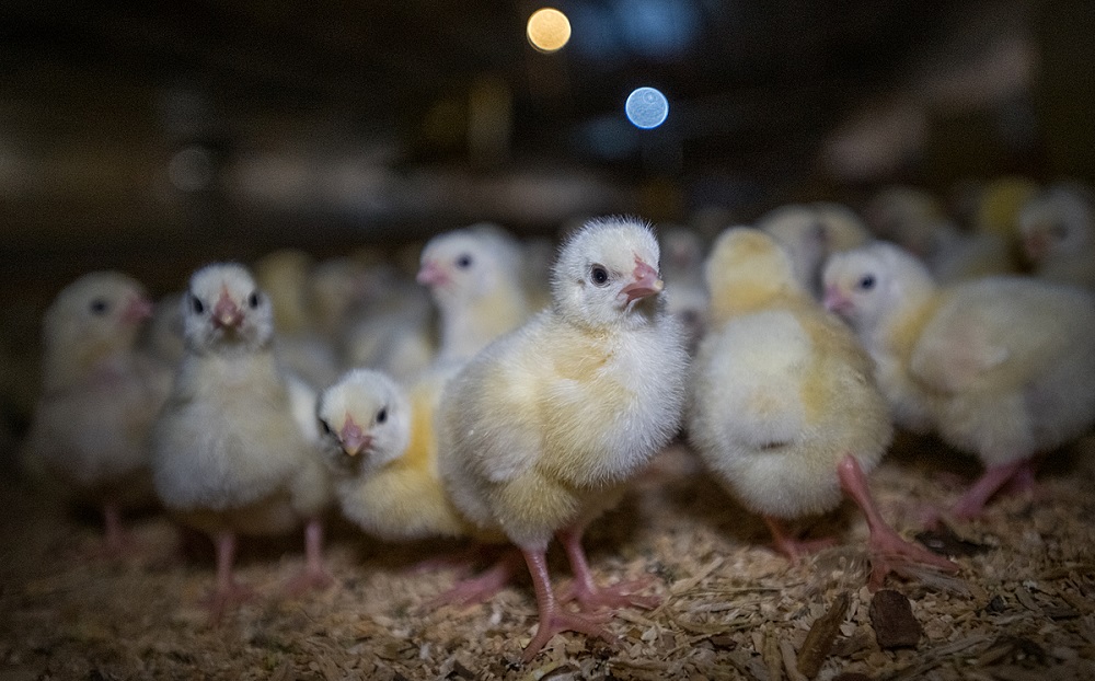 Image shows 2 and 7 day old broiler chicks on farm