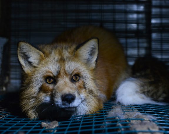 First-Ever National Bill to Ban Fur Farms Introduced in Canada