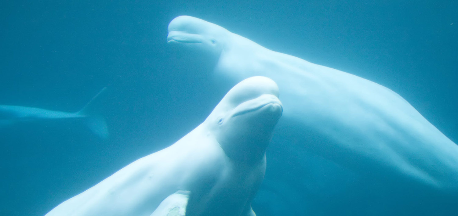 Image shows two beluga whales swimming