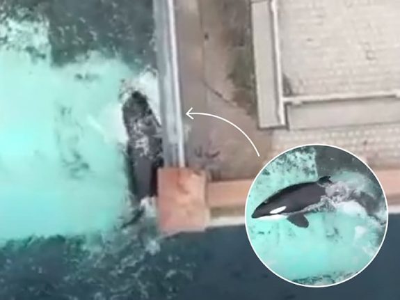 NEW VIDEO: Orca Kiska Bashes Body Against Tank Wall