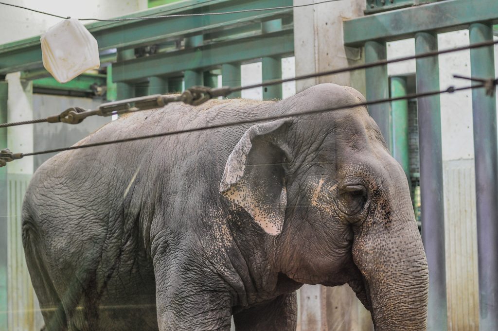 Lucy, the lone elephant at Canada's Edmonton Valley Zoo. She has lived at the zoo since 1977.