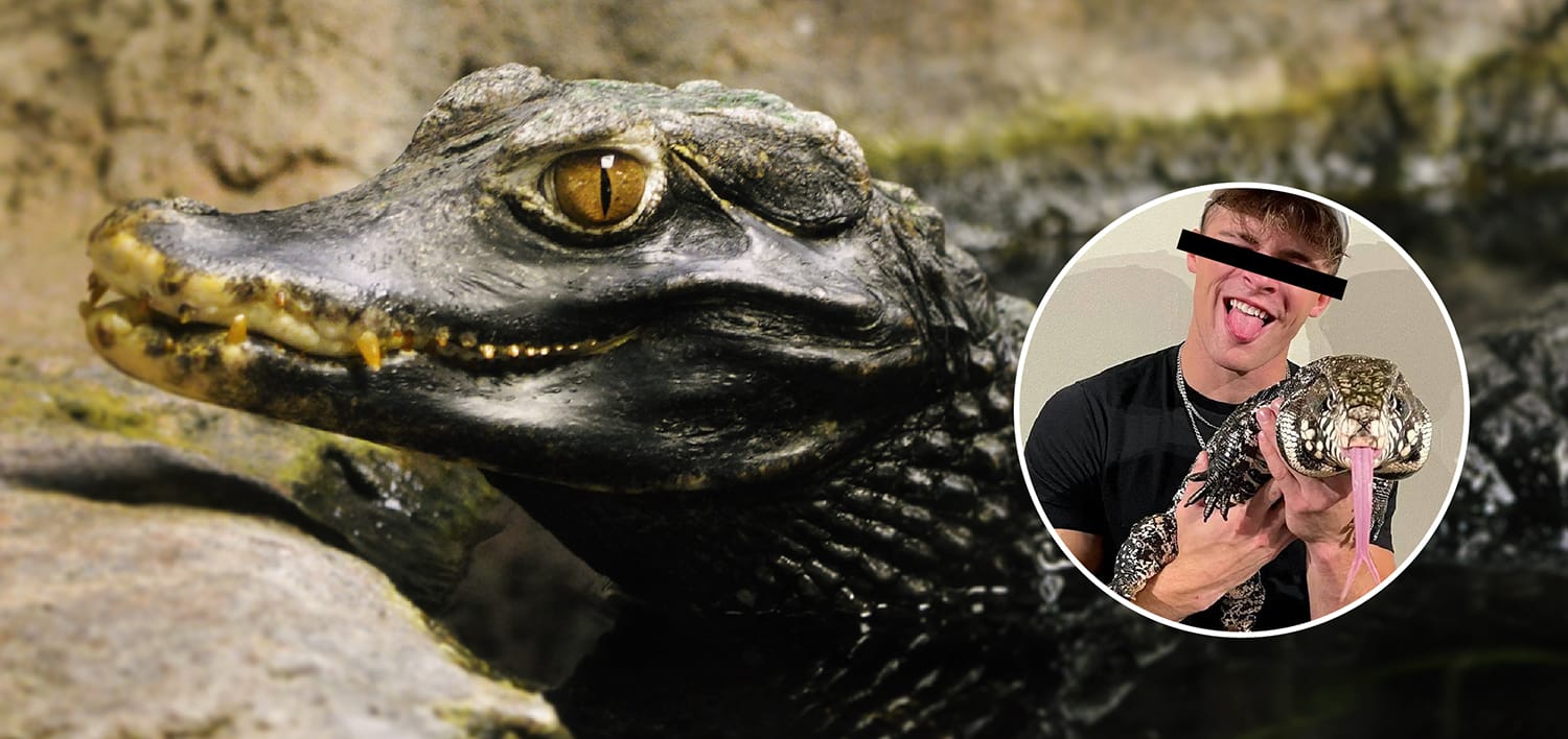 Image shows caiman and person posing for photo with lizard