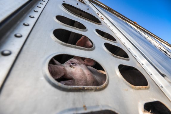 Canadian Transport Laws for Farmed Animals - Animal Justice