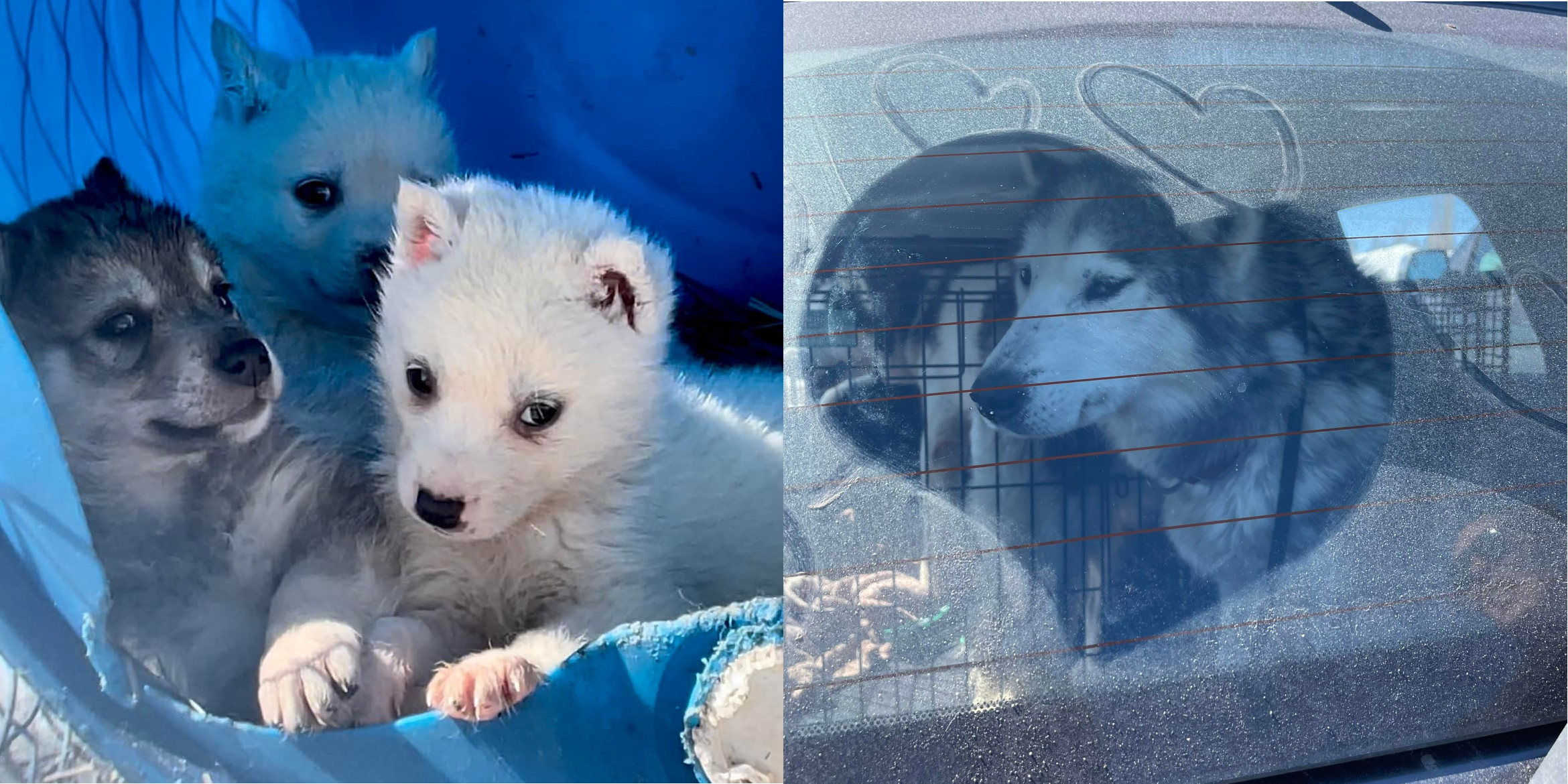 Image shows dogs rescued from dog sledding operation