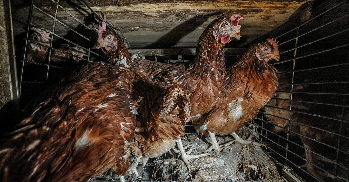 Image shows chickens in battery cages
