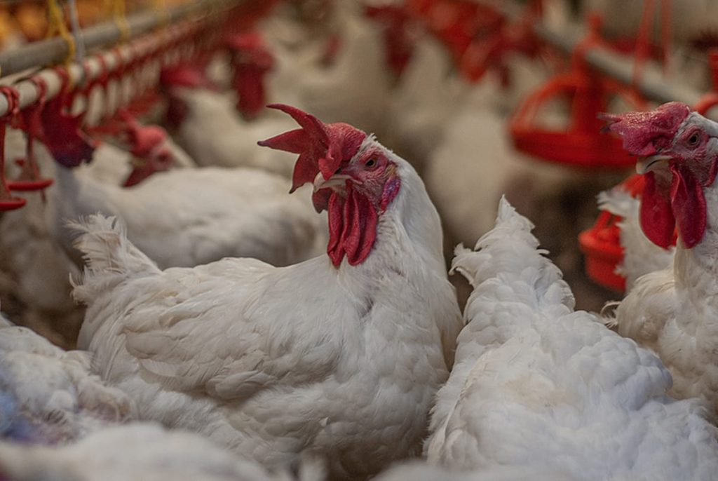 Image shows chickens in factory farm.