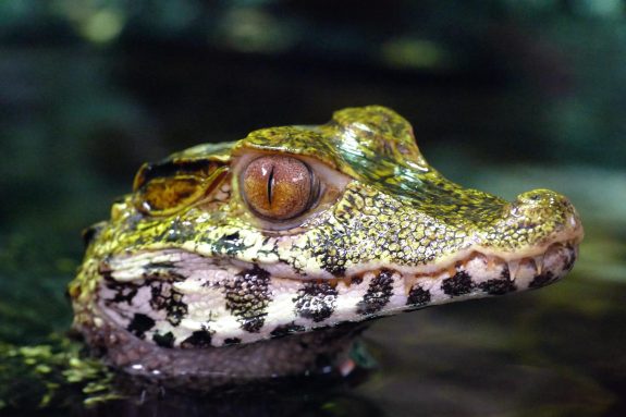 Notorious Reptile Zoo Backs Down In St. Catharines… Again