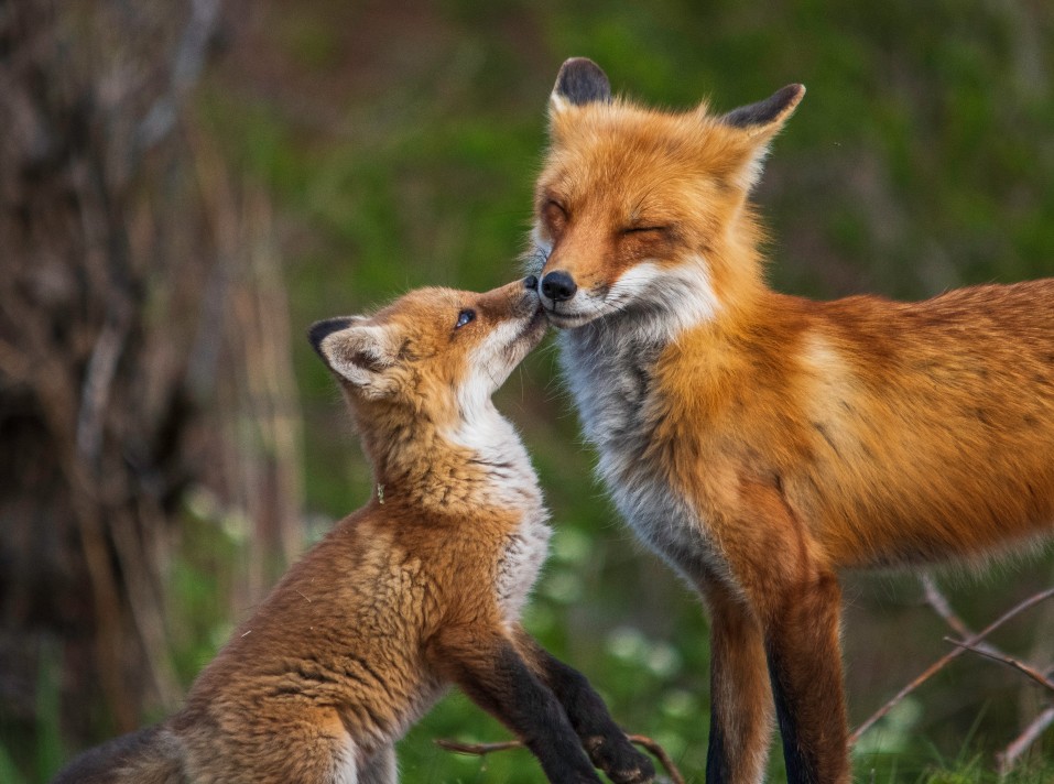 Image shows a fox and cub