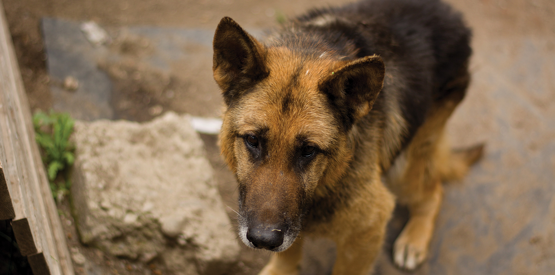 Legal Protections for Pets in Canada Animal Justice