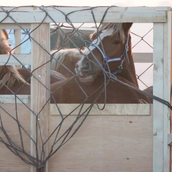 Ask the Federal Government to Ban Live Horse Exports
