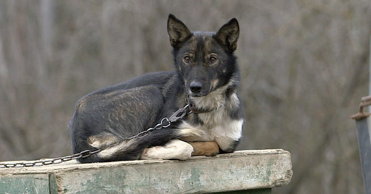 Image shows sled dog chains to wooden crate.