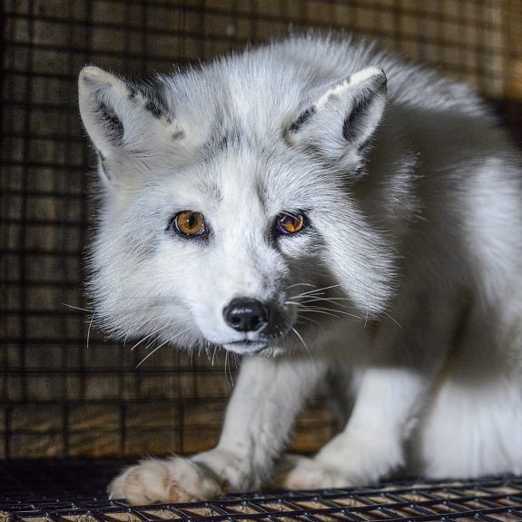 Canada: Ban Fur Farms Now