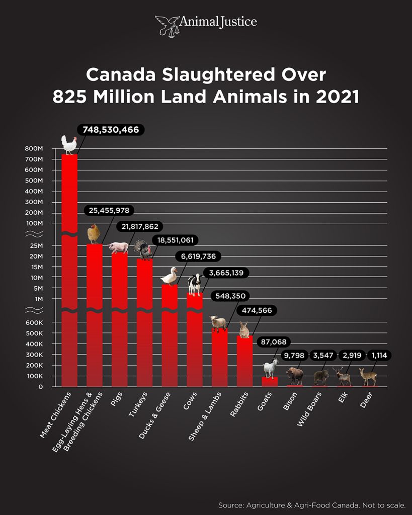 Canada Slaughtered 825 Million Animals in 2021 - Animal Justice