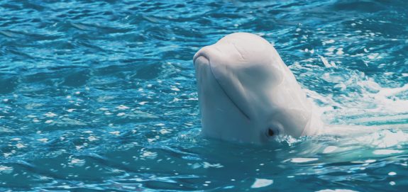 Animal Justice Reiterates Call for Investigation After Yet Another Marineland Beluga Dies in United States