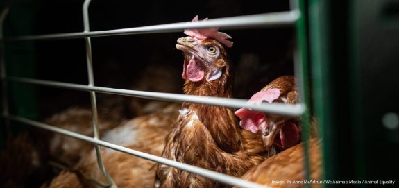 5 Things You Need to Know About Ag Gag Laws in Canada