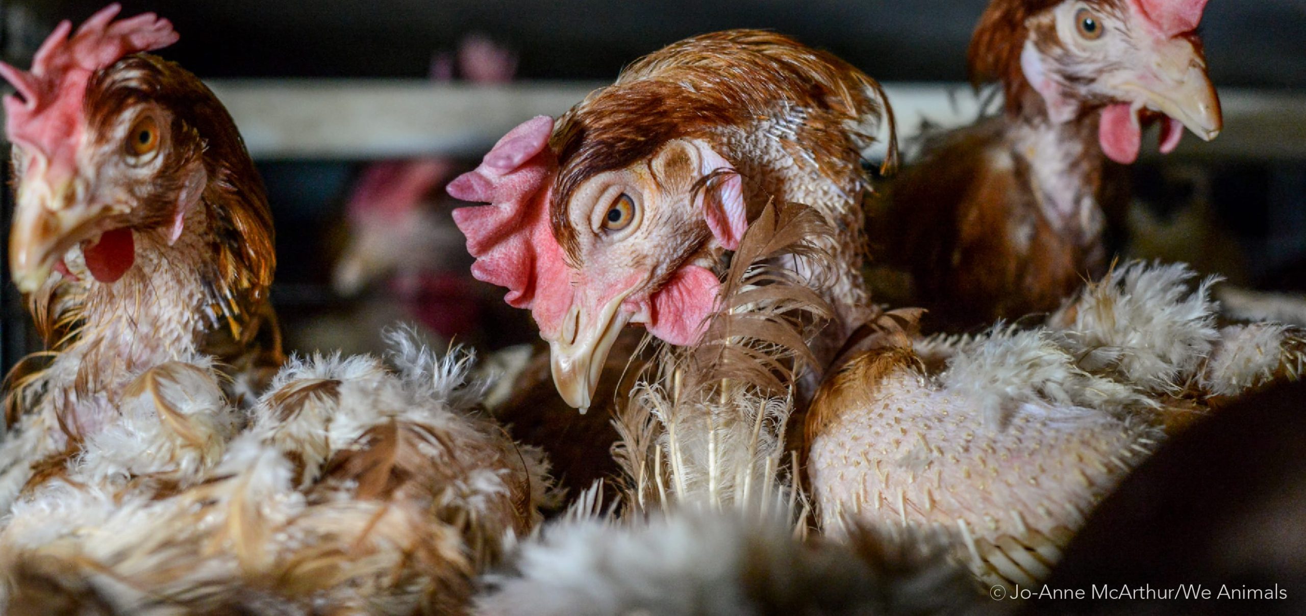 Canada Slaughtered 834 Million Animals in 2019 - Animal Justice