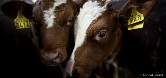 Fighting Canada’s Dangerous “Ag Gag” Laws