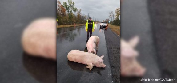 Animal Justice Files Cruelty Complaint After 5 Pigs Fall From Moving Transport Truck