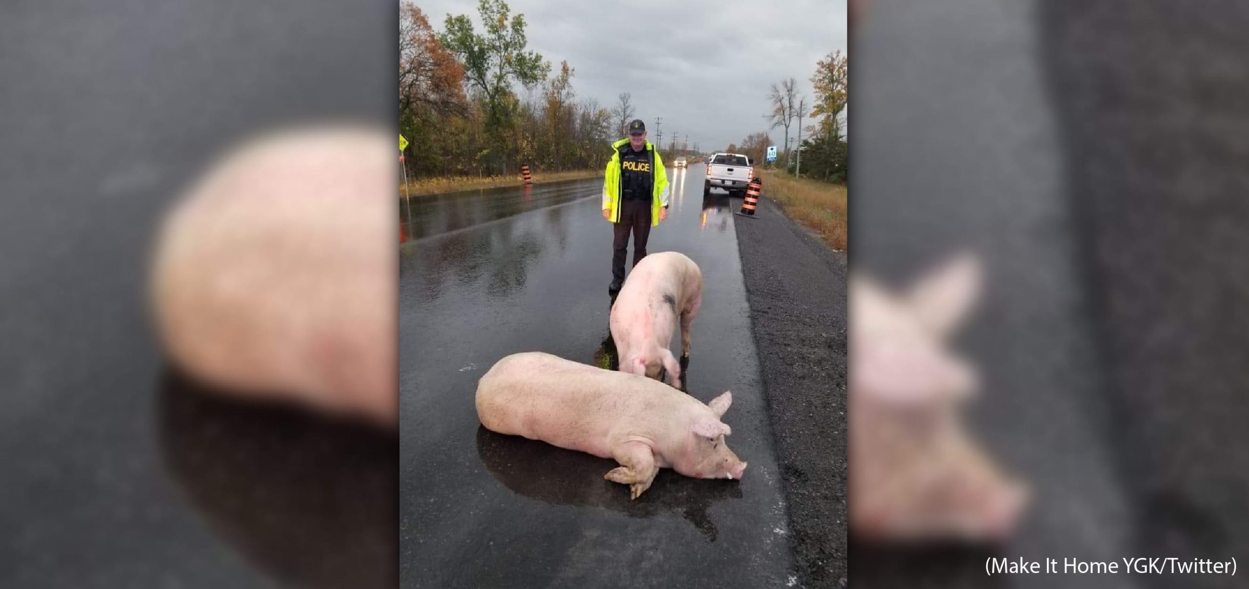 Animal Justice Files Cruelty Complaint After 5 Pigs Fall From Moving  Transport Truck - Animal Justice