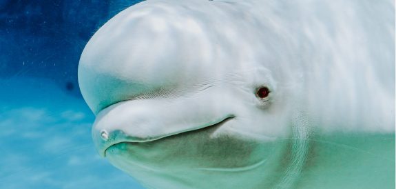 6 Reasons Why Marineland’s Proposed Beluga Export Should Be Blocked
