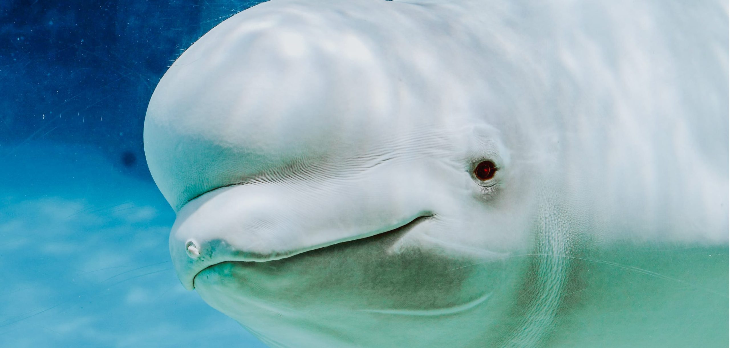 Лоб дельфина. Белый кит Белуха. Белый Дельфин Белуха. Касатка Дельфин Белуха кит.